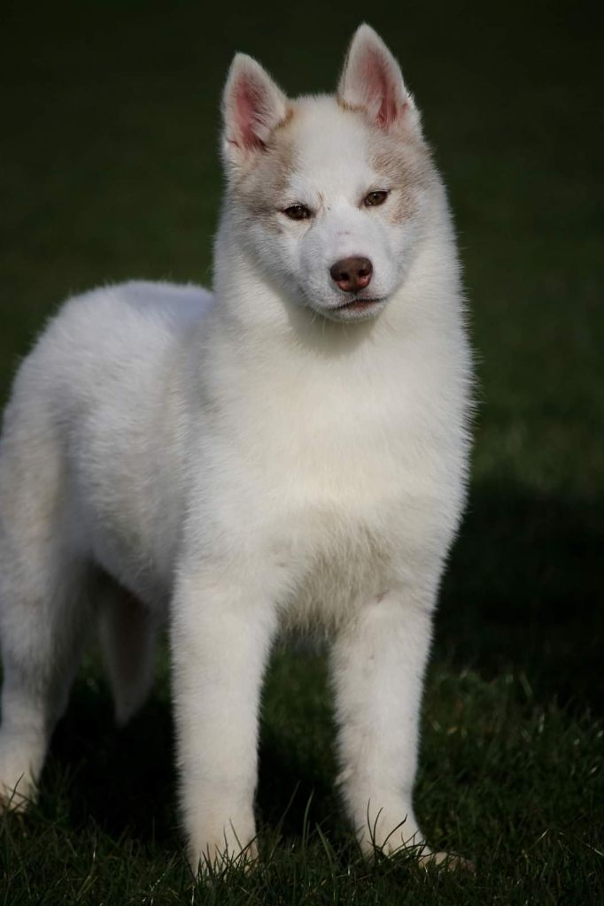 Naillik's - Chiot disponible  - Siberian Husky
