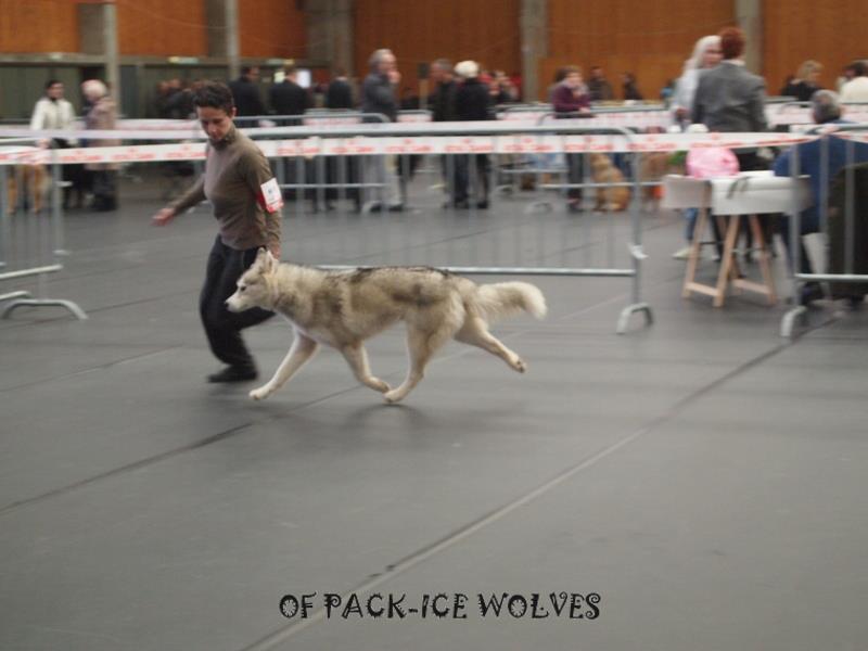 Grey ashcloud Of pack-ice wolves