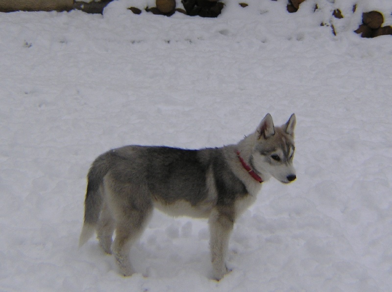 Glorious little girl dite rubis Of pack-ice wolves