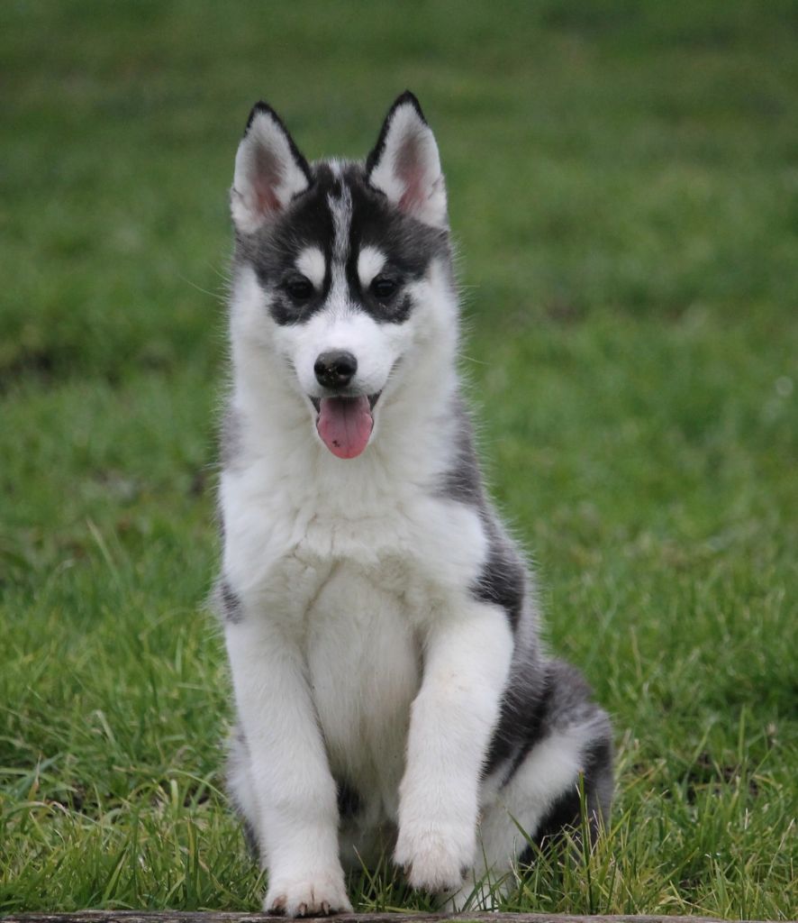 Naillik's - Chiot disponible  - Siberian Husky