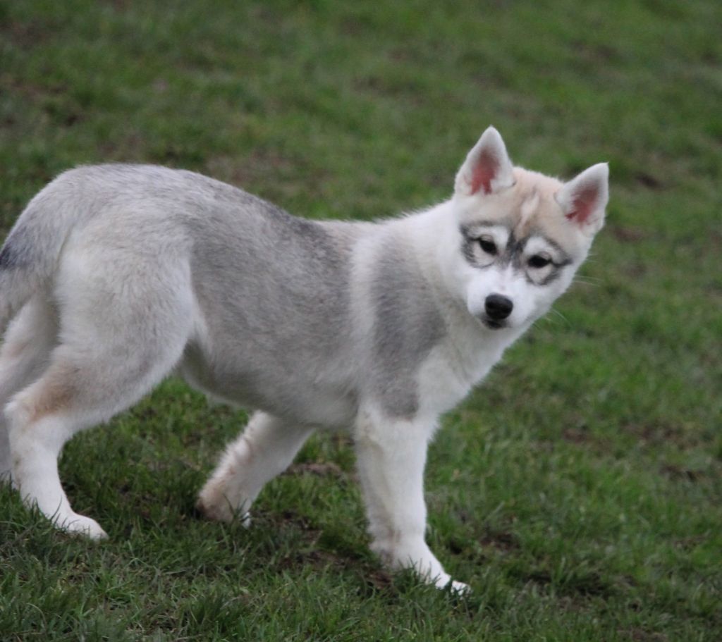 Naillik's - Chiot disponible  - Siberian Husky