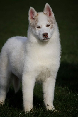 Naillik's - Siberian Husky - Portée née le 07/11/2023