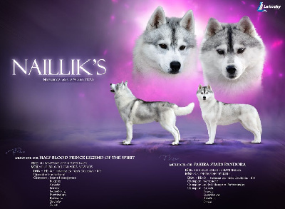 Naillik's - Siberian Husky - Portée née le 09/06/2023