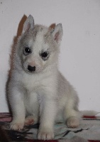 Naillik's - Siberian Husky - Portée née le 07/12/2016