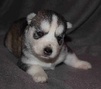 Naillik's - Siberian Husky - Portée née le 14/07/2013