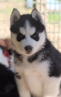 Naillik's - Siberian Husky - Portée née le 14/08/2015