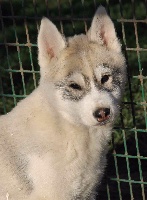 Naillik's - Siberian Husky - Portée née le 06/10/2015