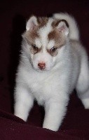 Naillik's - Siberian Husky - Portée née le 12/07/2020