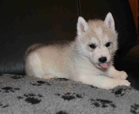 Naillik's - Siberian Husky - Portée née le 02/11/2013