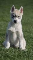 Naillik's - Siberian Husky - Portée née le 30/12/2020