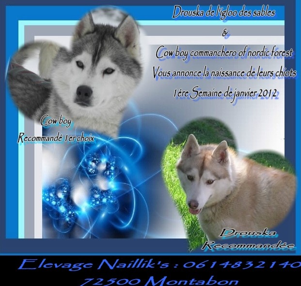 Naillik's - Siberian Husky - Portée née le 05/01/2012