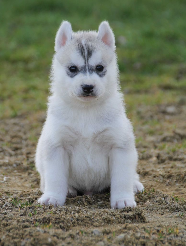 Naillik's - Siberian Husky - Portée née le 26/01/2017