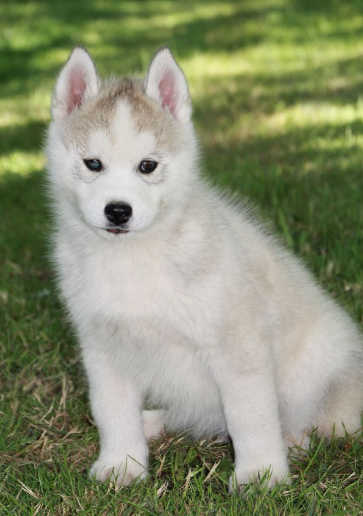 Naillik's - Siberian Husky - Portée née le 09/04/2021