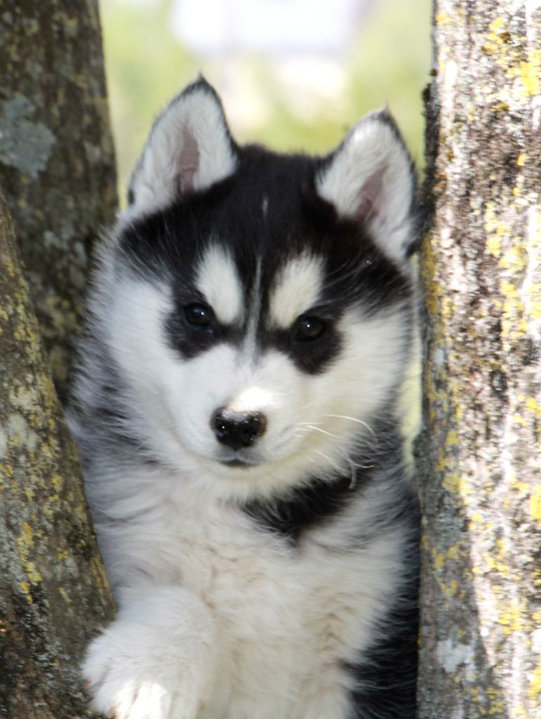 Naillik's - Siberian Husky - Portée née le 20/02/2021
