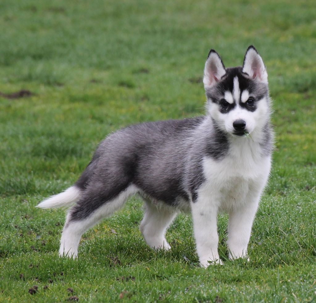 Naillik's - Siberian Husky - Portée née le 30/11/2018