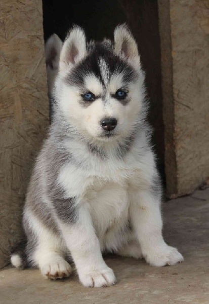 Naillik's - Siberian Husky - Portée née le 02/10/2014