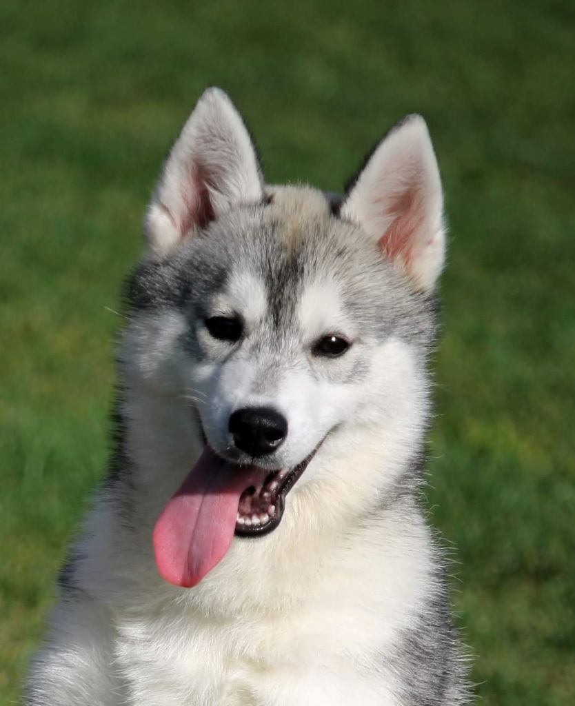 Naillik's - Chiots disponibles - Siberian Husky