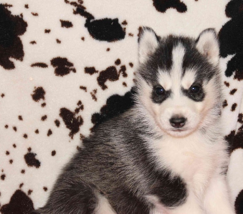 Naillik's - Siberian Husky - Portée née le 13/11/2014