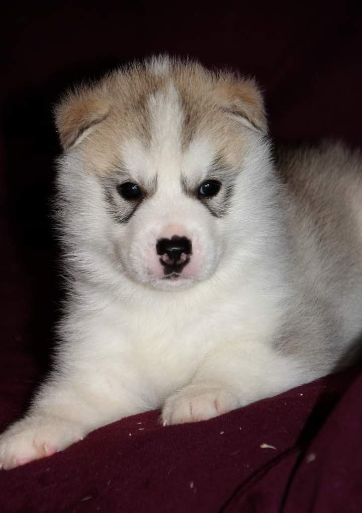 Naillik's - Siberian Husky - Portée née le 12/07/2020