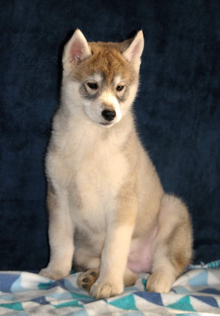 Naillik's - Chiots disponibles - Siberian Husky